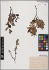 Foto von Salix aurita L. x Salix lapponum L.